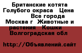 Британские котята Голубого окраса › Цена ­ 8 000 - Все города, Москва г. Животные и растения » Кошки   . Волгоградская обл.